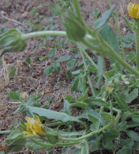 nel mio giardino - Helminthotheca echioides